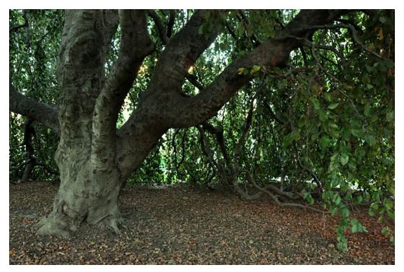 bacon arbor