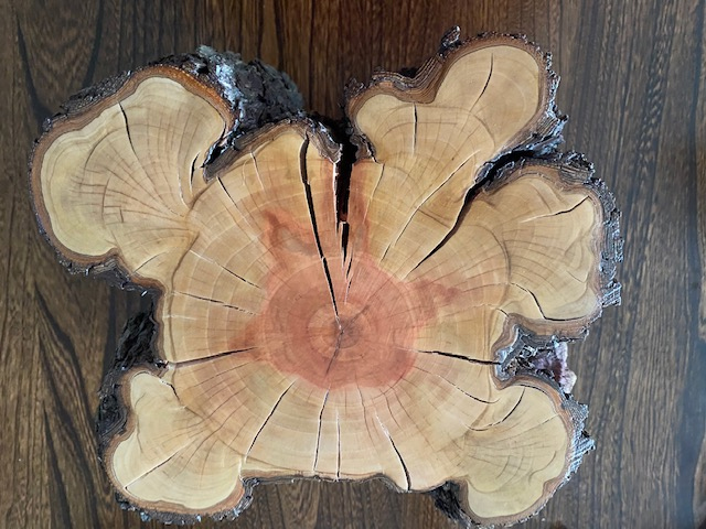 pear cross section